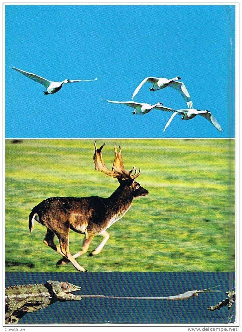 J.M. BAUFLE ET J.P.VARIN : LA CHASSE PHOTOGRAPHIQUE 1971 - Fotografía