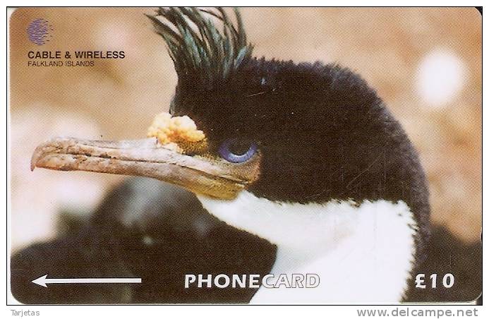 229 CFKA TARJETA DE FALKLAND ISLANDS DE UN CORMORAN (BIRD-PAJARO) - Falkland Islands