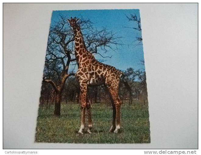 Giraffa Camelo Pardalis Africa - Girafes