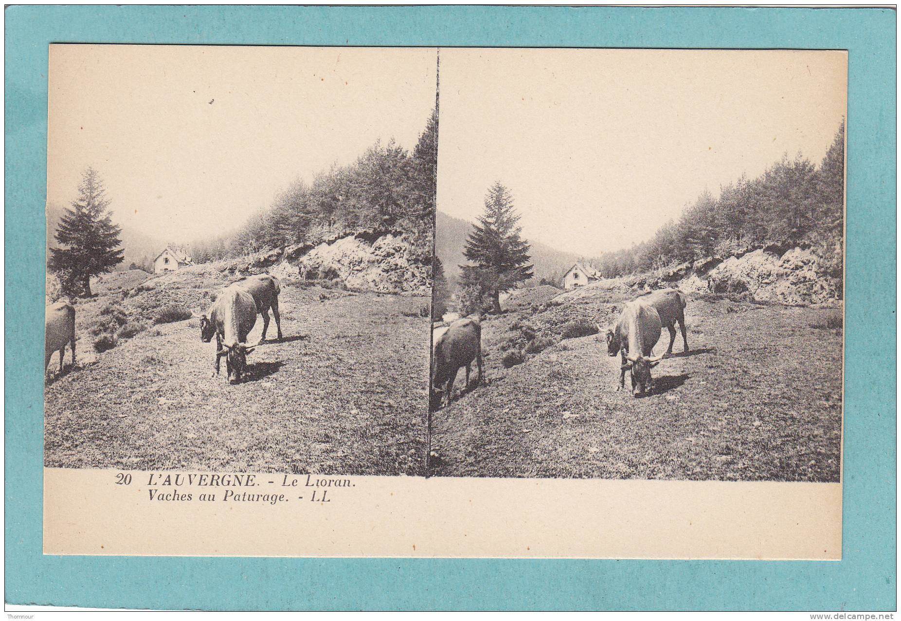 L ´ AUVERGNE.  -  Le Lioran.  -  Vaches Au Paturage. -  BELLE  CARTE STEREO  - - Estereoscópicas