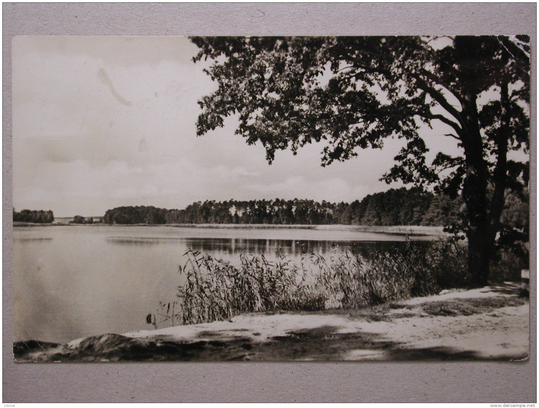 Lausiger Teich Bei Pretzsch (Elbe) - Bad Schmiedeberg