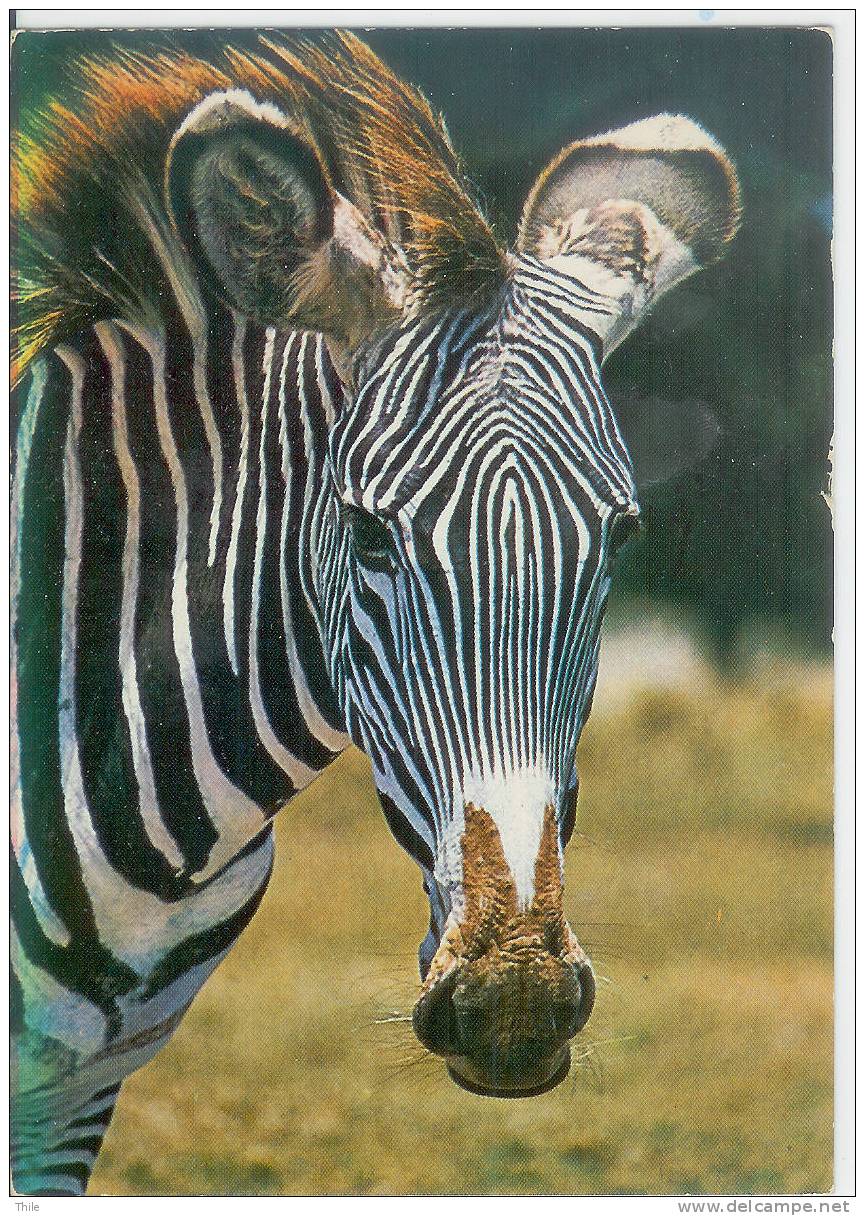 ZEBRE - Zebra's