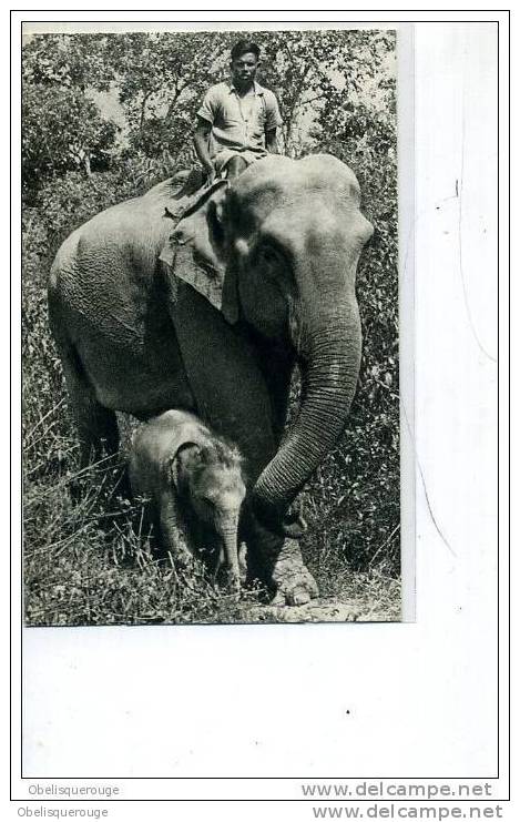 ELEPHANT ET SON PETIT AVEC SOIGNEUR  CARTE DU COMITE NATIONAL DE L ENFANCE - Olifanten