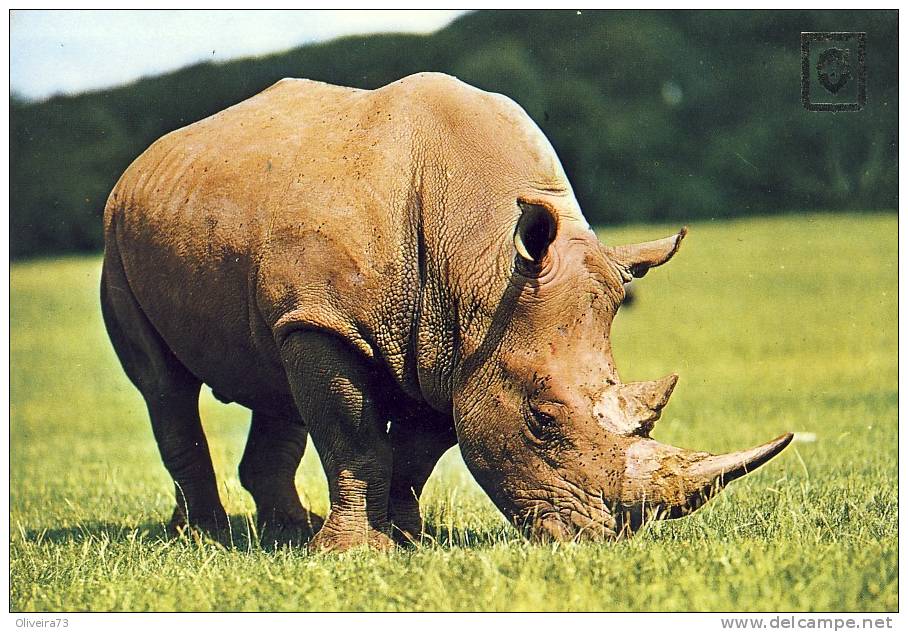 FAUNA - ANIMAIS - Nº 34 Animales Salvajes - Rhinoceros