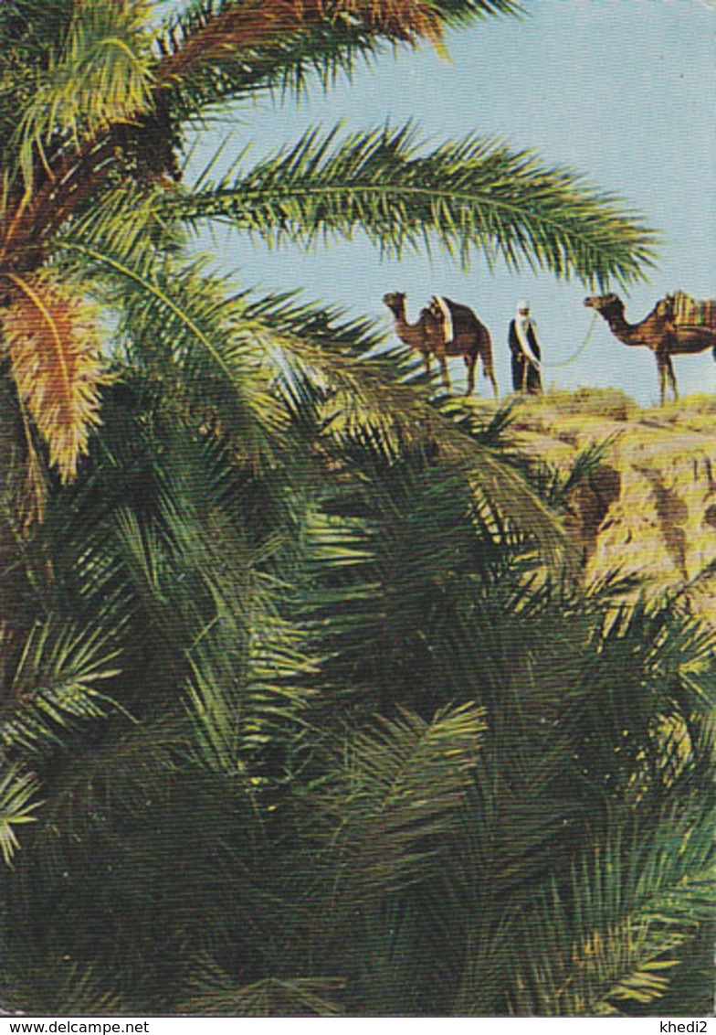 Carte Postale CP Tunisie / Oasis De Gabès - ANIMAL - CHAMEAU DROMADAIRE - CAMEL & Palm Tree Postcard - KAMEL - 11 - Other & Unclassified