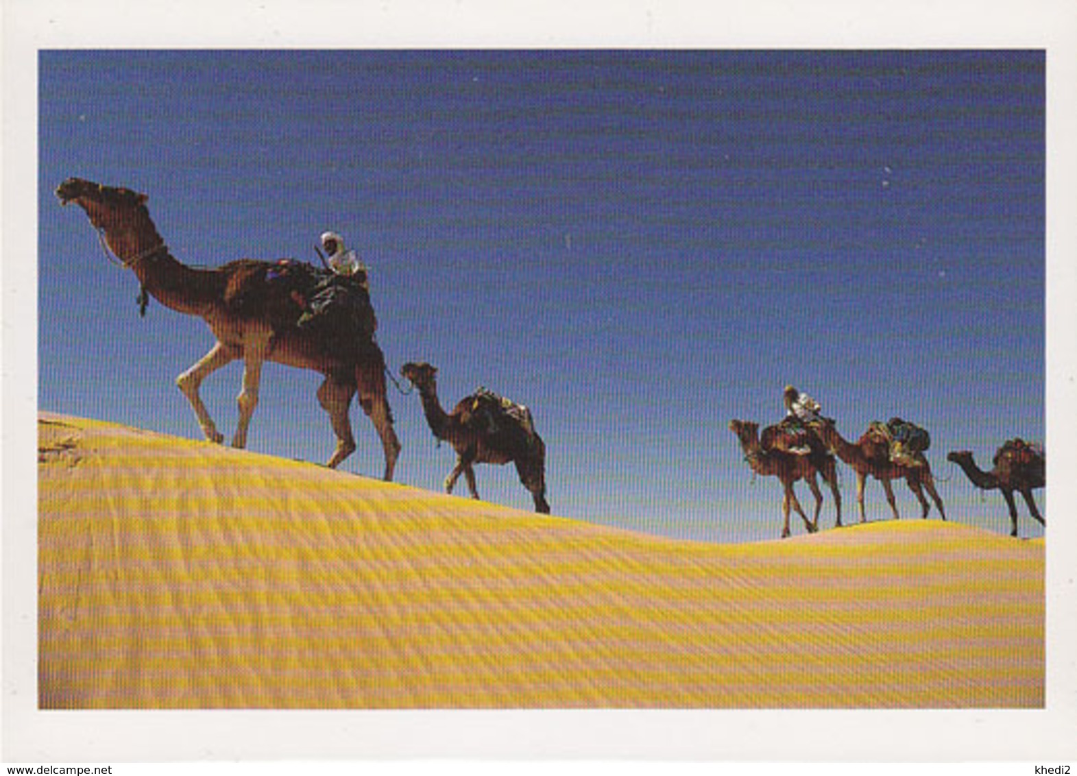 Carte Postale CP Tunisie / Roberrt Putinier - ANIMAL - CHAMEAU DROMADAIRE - CAMEL Postcard - KAMEL Postkarte AK - 14 - Sonstige & Ohne Zuordnung