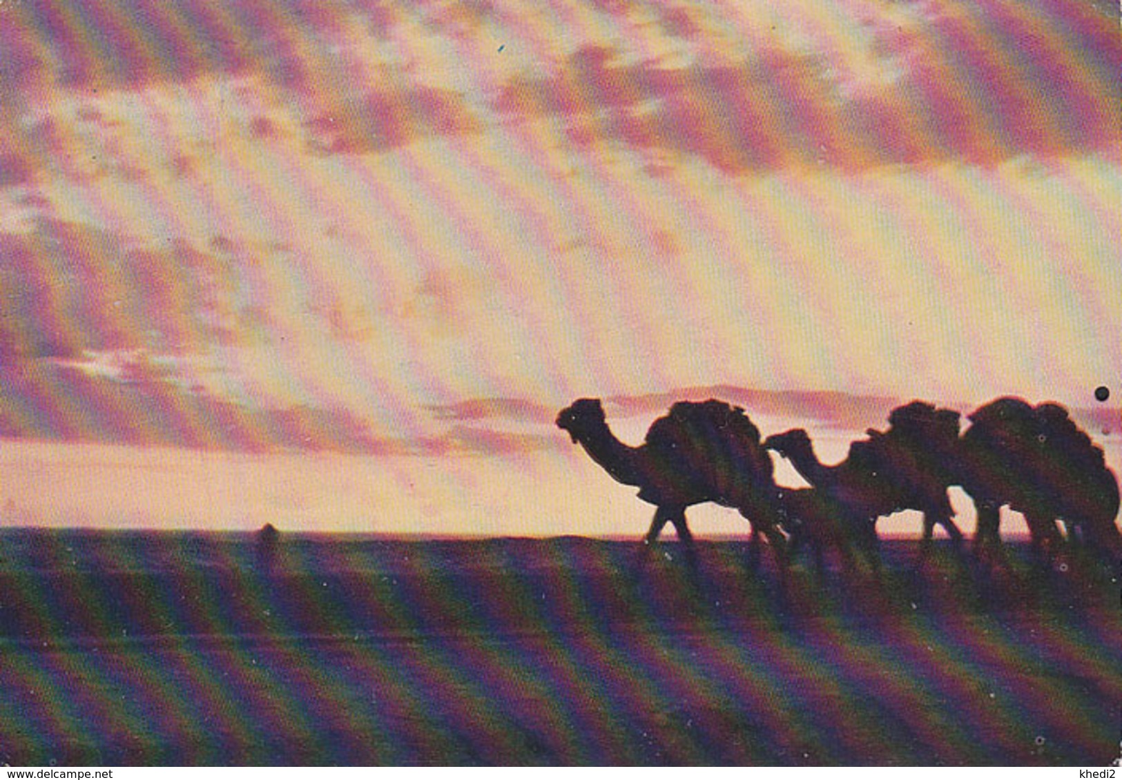 Carte Postale CP Tunisie - ANIMAL CHAMEAU DROMADAIRE - CAMEL & Sunset Post Card - KAMEL Postkarte AK - 20 - Sonstige & Ohne Zuordnung