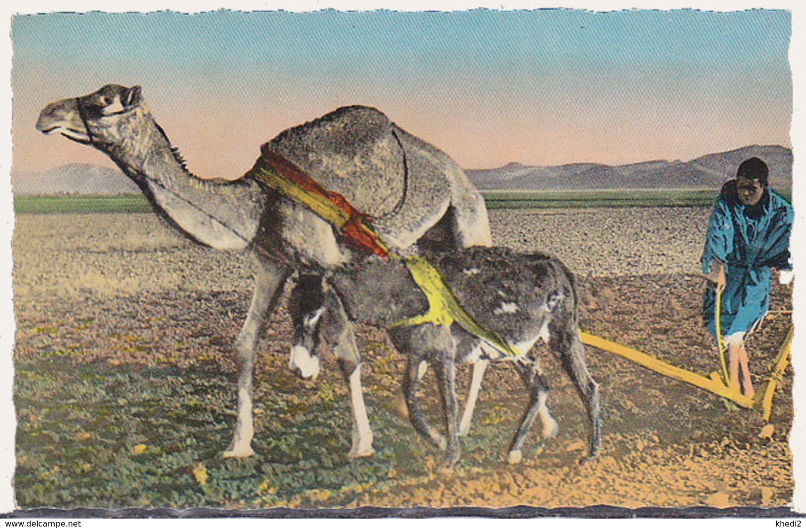 Carte Postale CP - ANIMAL  -CHAMEAU & ANE - CAMEL & DONKEY Postcard - KAMEL & ESEL Postkarte AK - 22 - Donkeys
