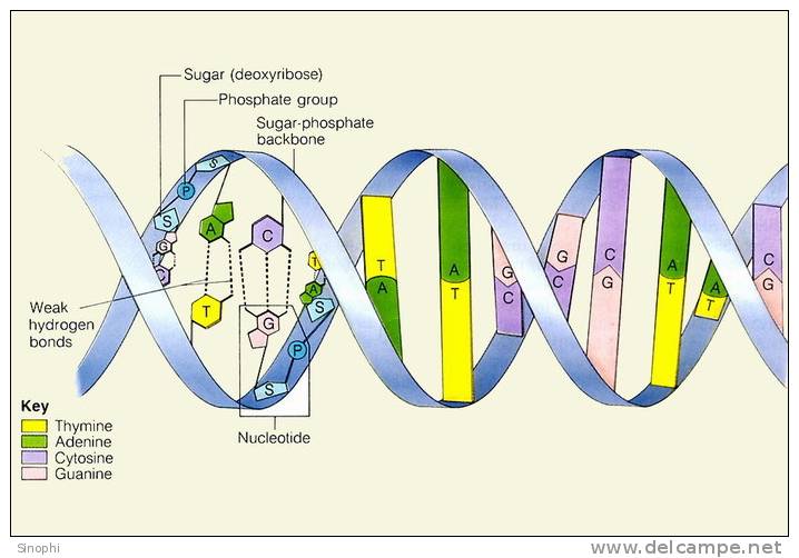 ( AN03-050  ) @      DNA Chemistry Biochemistry Gene  .   Pre-stamped Card  Postal Stationery- Articles Postaux - Chimie