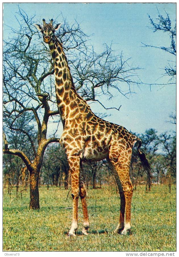 FAUNA - ANIMAIS - GIRAFA - Girafes