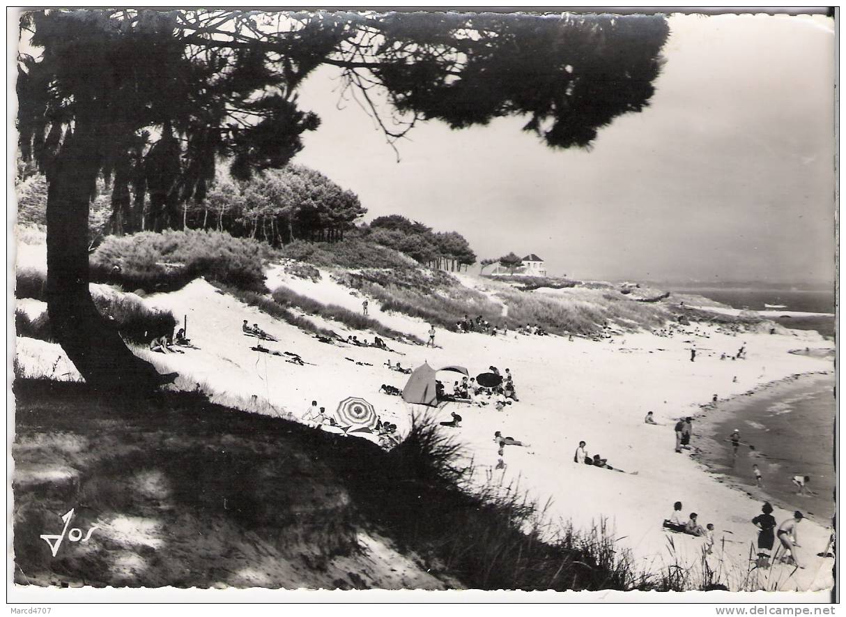 BEG MEIL 29 Finitère Les Plantations De Pins Sur Les Dunes Devant La Grande Plage Carte Dentelée Véritable Photo - Beg Meil