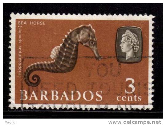 Barbados Used 1965, 3c Sea Horse, Marine Life - Barbados (...-1966)