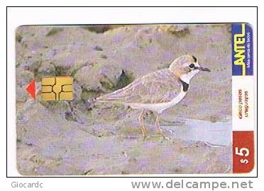 URUGUAY - ANTEL (CHIP) - 1999 BIRDS: CHORLITO DE COLLAR (CHARADRIUS COLLARIS)  - USED  -  RIF. 2065 - Pájaros Cantores (Passeri)