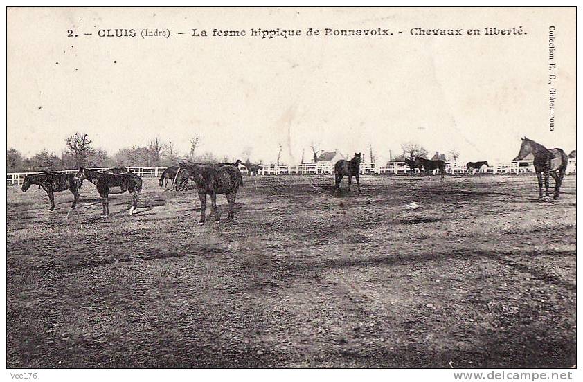 CLUIS(36) / SPORTS / HIPPISME / ELEVAGE / La Ferme Hippique De Bonnavoix / Chevaux En Liberté. - Autres & Non Classés