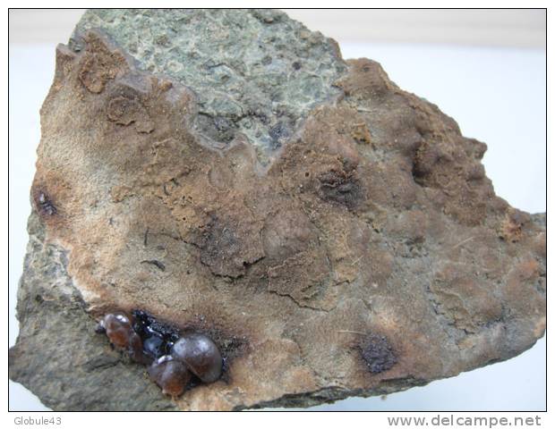 GOUTTES DE CALCEDOINE BRUNE SUR CALCAIRE BITUMINEUX 8 X 7 CM DALLET - Minerals