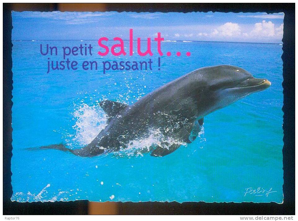 CPM  Faune Animaux  Dauphin " Un Petit Salut En Passant " - Delfines