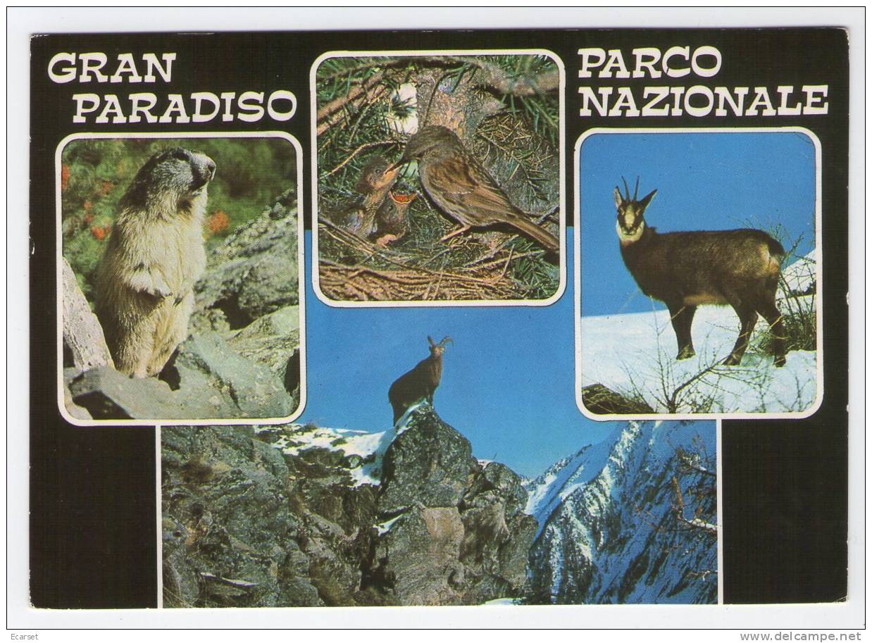 PARCO NAZIONALE GRAN PARADISO - Animali. Viaggiata 2001. - Altri & Non Classificati