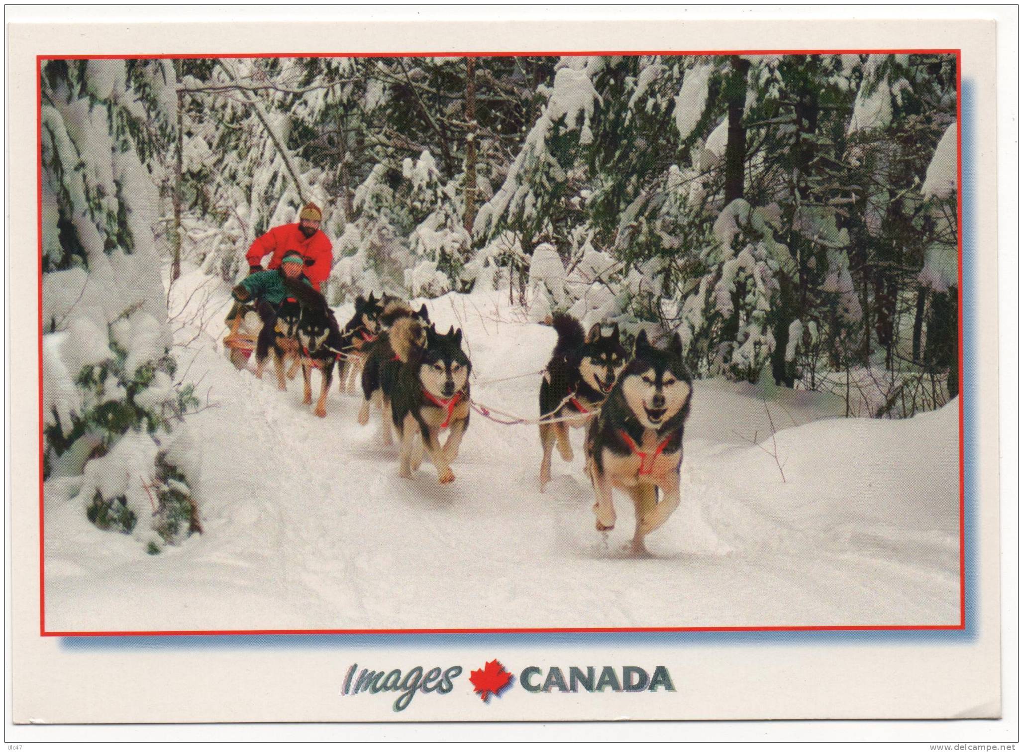 - CANADA. - Une Balade En Traineau-à-Chiens - A Dog Sleigh Excursion   - (17x12 Cm.) - Scan Verso - - Moderne Ansichtskarten