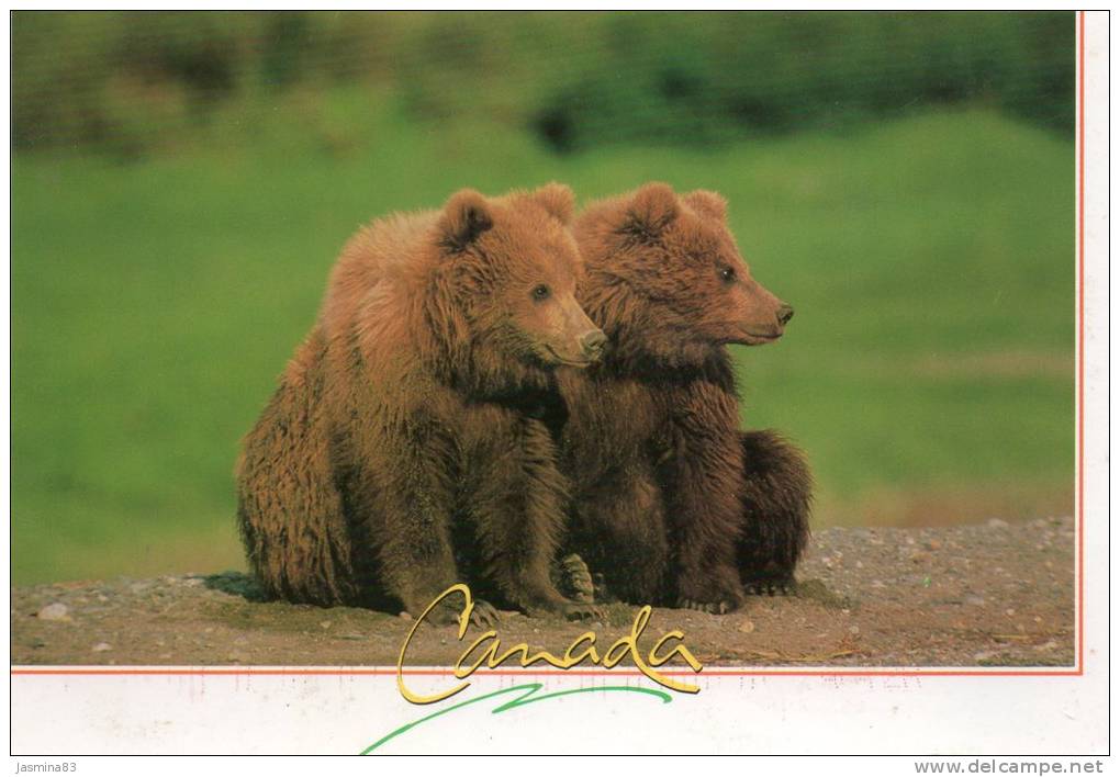 Ours Du Canada (carte De 17 Cm Sur 11,5 Cm) - Bears