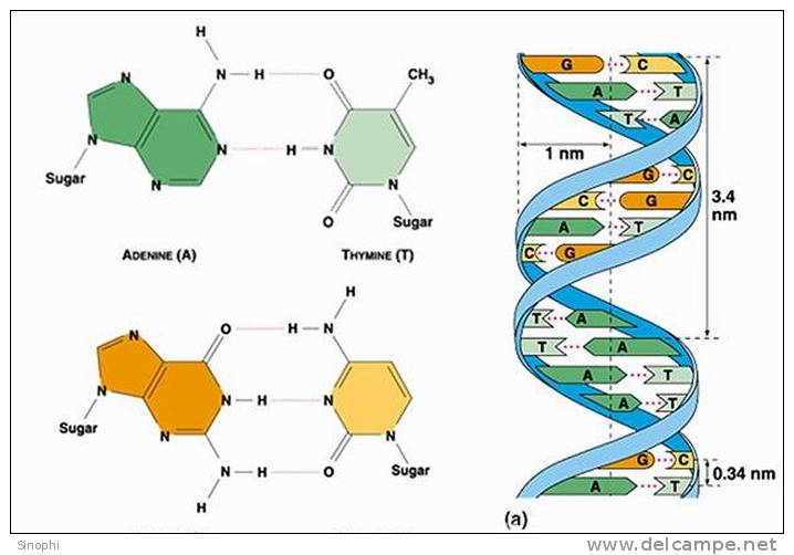 ( AN03-051  ) @      DNA Chemistry Biochemistry Gene  .   Pre-stamped Card  Postal Stationery- Articles Postaux - Chemistry