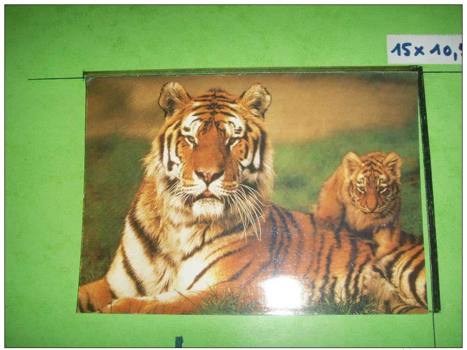 6 )  Tigresse Et Son Petit - Tigres