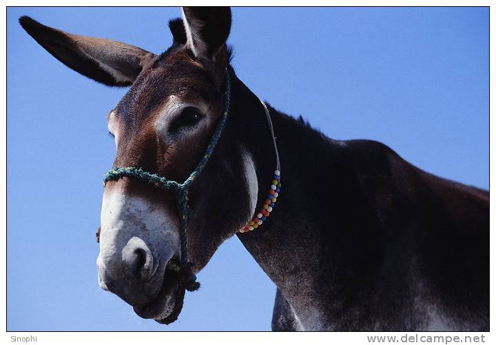 SA07-014 @    Anes Esel  Donkey Burros Y Asnos ,    ( Postal Stationery , Articles Postaux ,  Postsache F ) - Anes