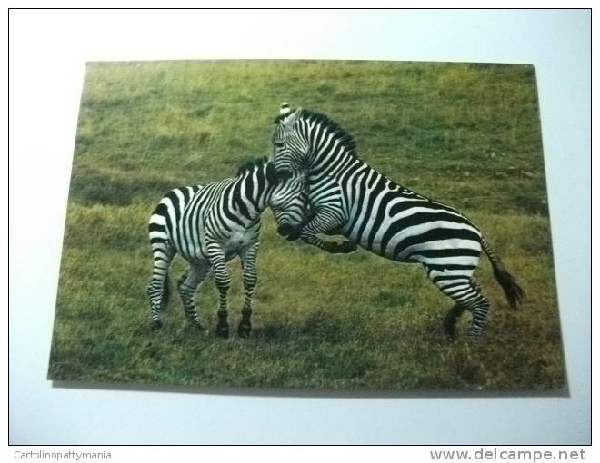 Coppia Zebre In Lotta Africa - Zebra's