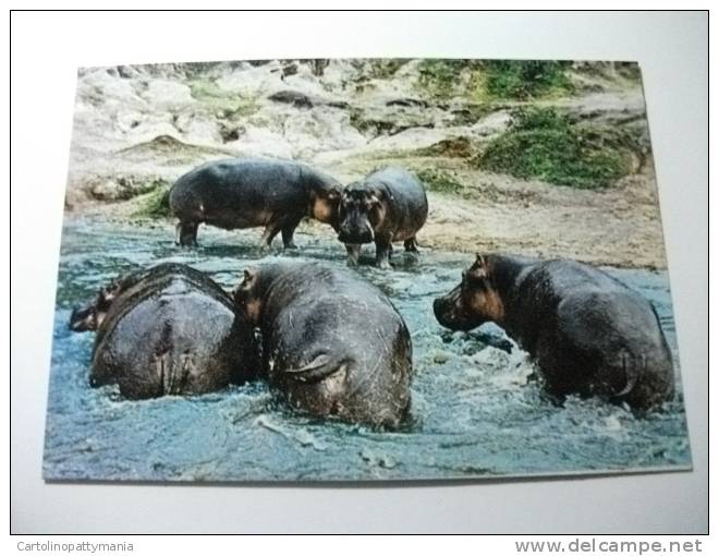 Ippopotami  Hippos Africa - Flusspferde