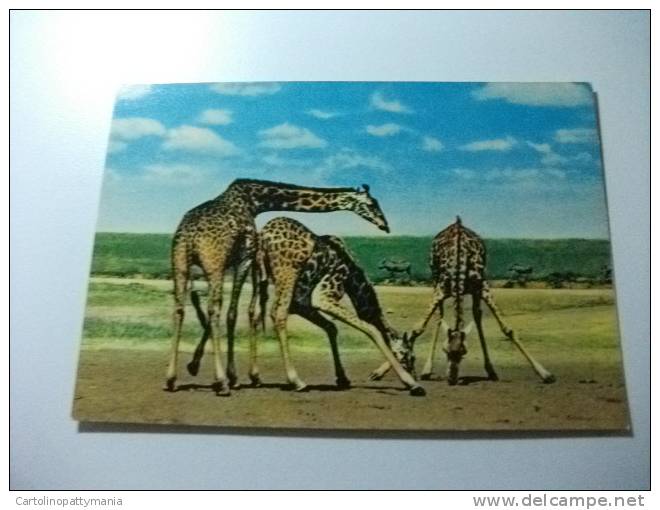 Giraffa  Africa - Girafes
