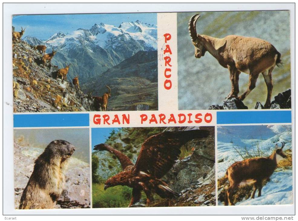 PARCO NAZIONALE GRAN PARADISO (AOSTA) - Stambecco, Marmotta, Aquila, Camoscio. Viaggiata 1991 - Altri & Non Classificati