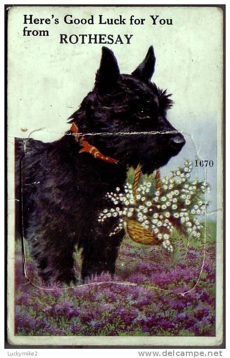 Novelty 'pull-out'  With Scottish Terrier "from Rothesay".   Posted 1941. - Other & Unclassified