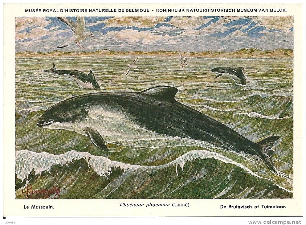 PHOCAENA  PHOCAENA  (Linné). - Delfini