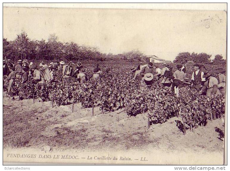 Gironde....33.... Vendanges Dans Le Médoc... La Cueillette Du Raisin ...Viticulture - Andere & Zonder Classificatie