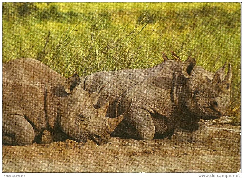 Rinoceronti Sdraiati In Primo Piano - Rhinoceros