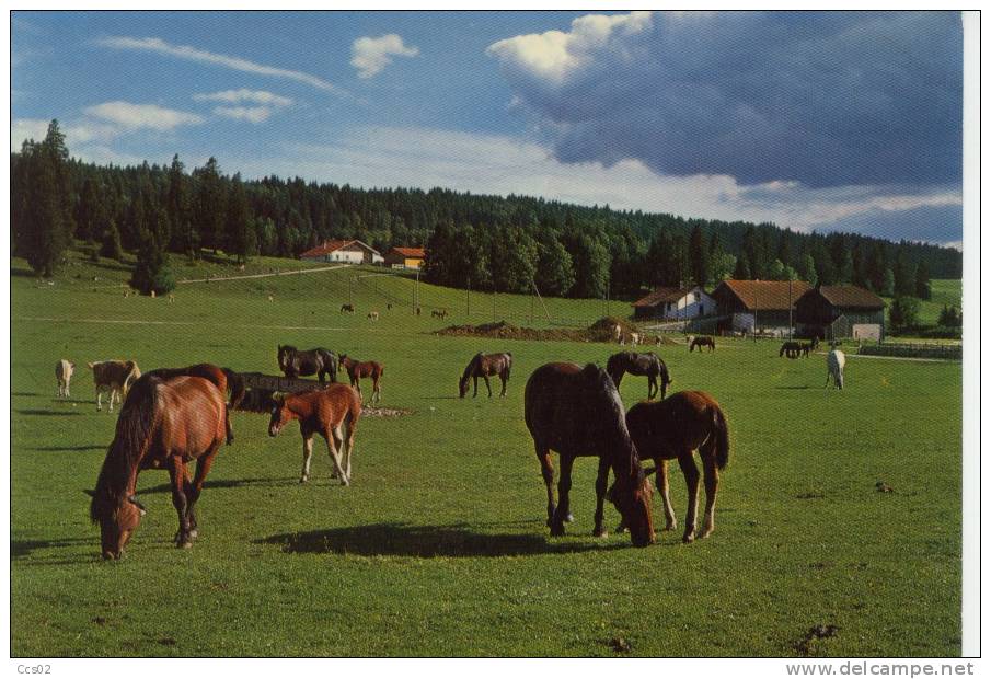 Au Pâturage Du Jura Franches Montagnes 1976 - Other & Unclassified