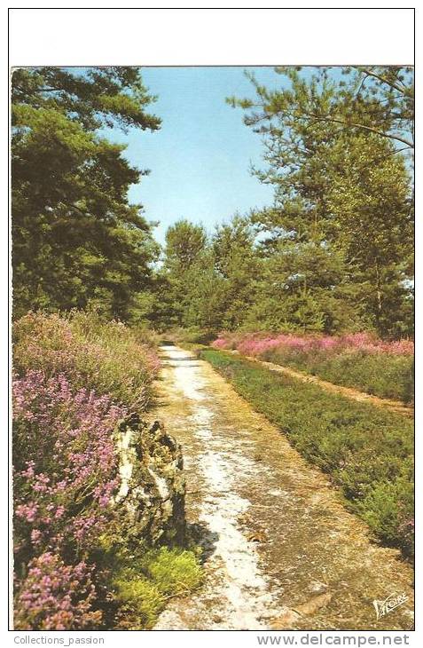 CP, Région Centre-Val De Loire, En Sologne, L´Allée Aux Bruyères..., écrite - Centre-Val De Loire