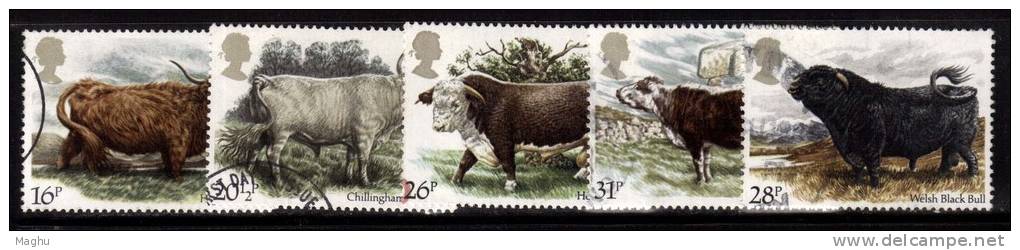 Great Britain Used 1984 Set Of 5, British Cattle, Farm Animals, Cow - Kühe
