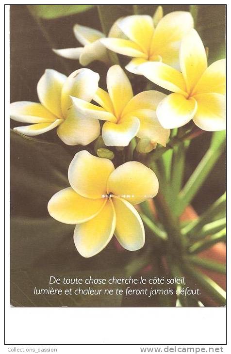 CP, Fleurs, De Toute Chose Cherche Le Côté Soleil, Lumière Et Chaleur Ne Te Feront Jamais Défaut, 1989, Voyagée - Philosophie