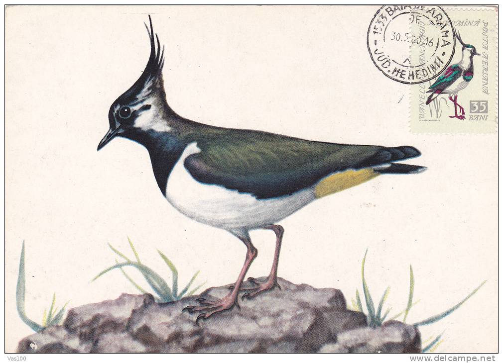 Oiseaux;Cygnus NAGHAT,1980,CM,MAXICARD,CARTES MAXIMUM ROMANIA. - Zwanen