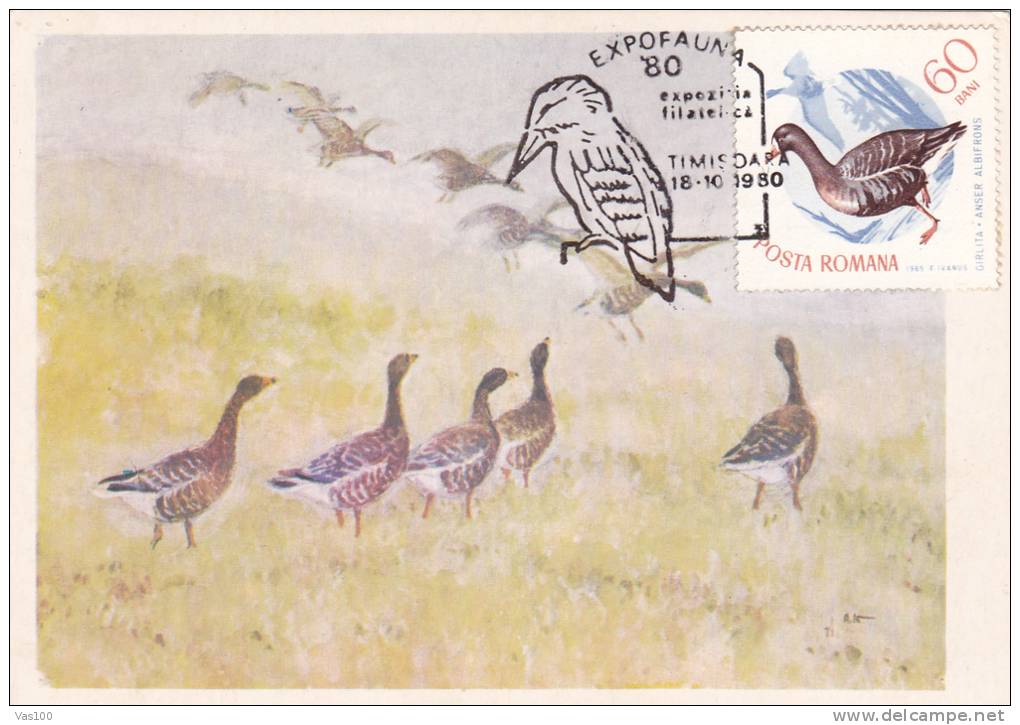Oiseaux;Cygnus,GIRLITA ANSER ALBIFRONS,1980,CM,MAXICAR D,CARTES MAXIMUM ROMANIA. - Schwäne