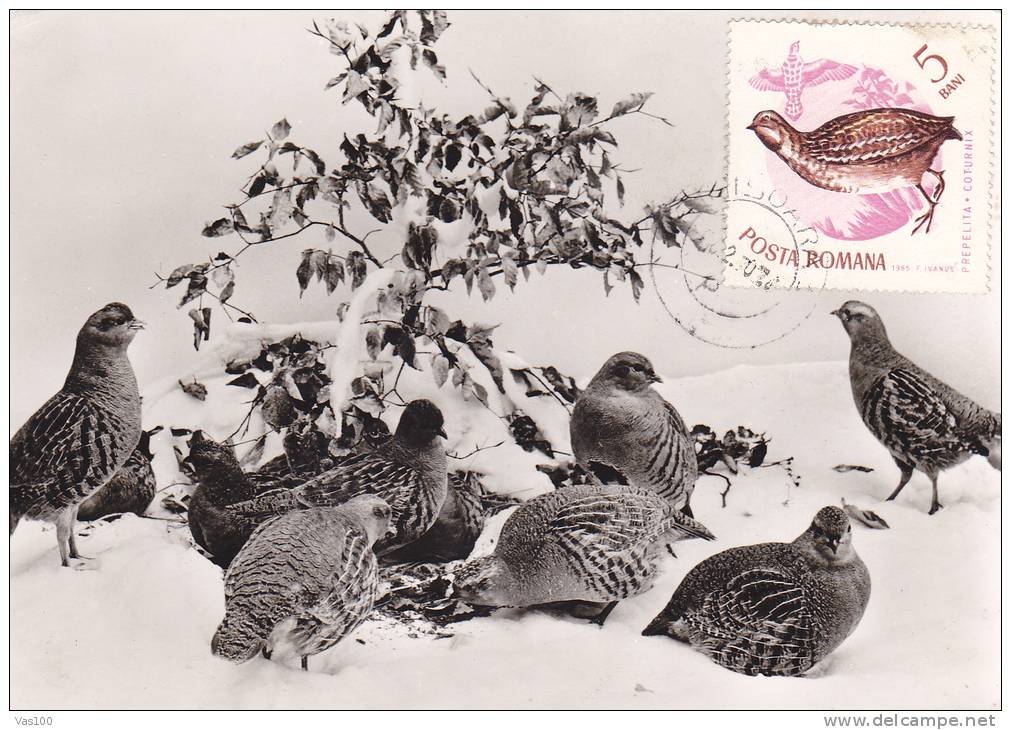 BIRDS;PREPELITA.COTURNIX 1970,CM,MAXICARD,CARTES  MAXIMUM,ROMANIA. - Gallinacées & Faisans