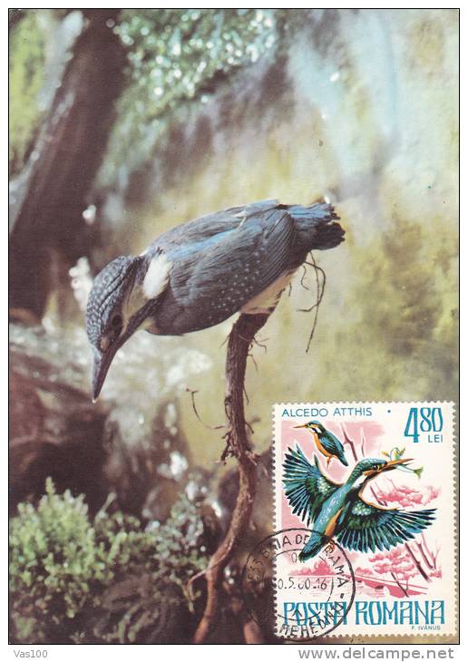 MAXIMUM CARD  ALCEDO ATTHIS MAXICARD BIRDS ALCEDO ATTHIS  1980 NICE ROMANIA. - Marine Web-footed Birds