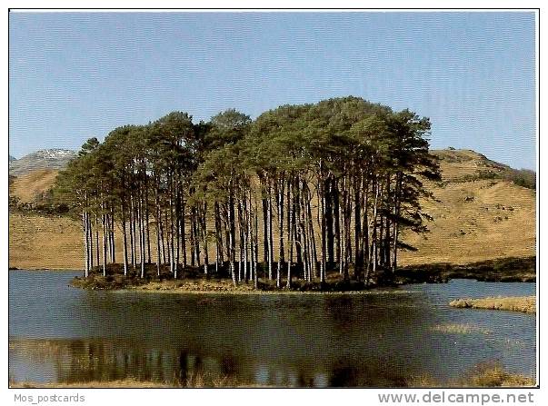 Scotland - Remnant Of Ancient Forest Near Glenfinnan    H296 - Inverness-shire