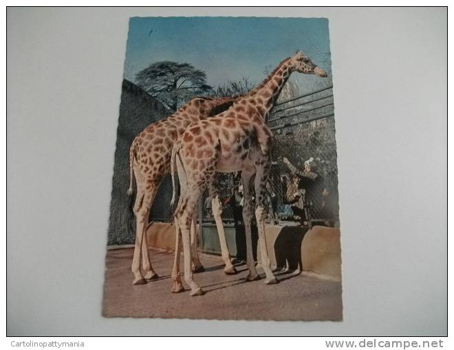 Coppia Giraffe  Zoo - Giraffes