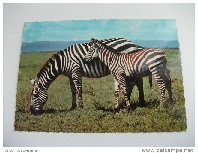 Zebra Con Piccolo Zebra Di Grant Equus Burchelli Bohmi - Zèbres