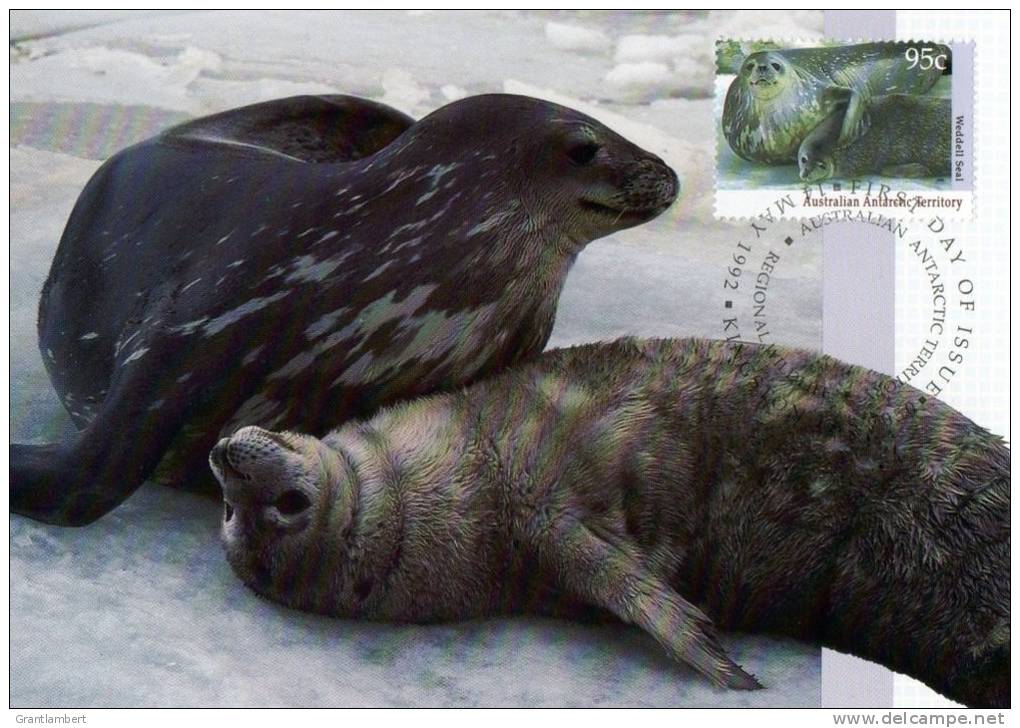 Australian Antarctic 1992 Wildlife 95c Weddell Seal Maximum Card - Maximumkarten