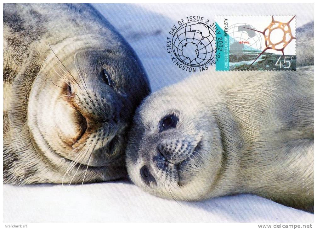 Australian Antarctic 2002 Weddell Seals Maximum Card - Tarjetas – Máxima