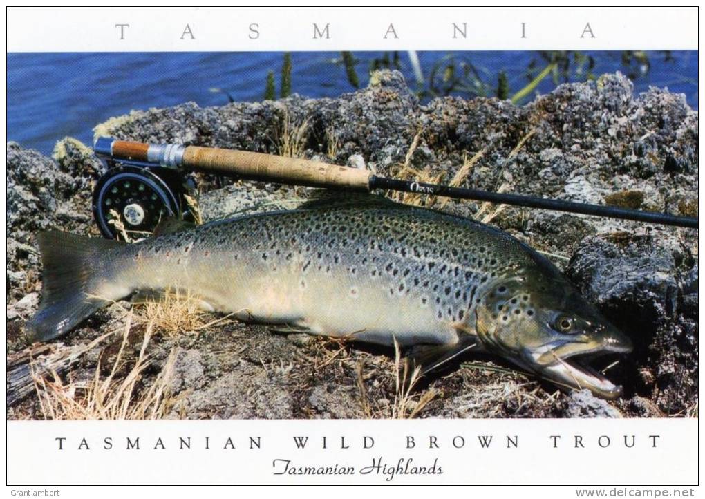 Tasmania - Highlands, Wild Brown Trout Unused - Tas. Postcards &amp; Souvenirs - Autres & Non Classés