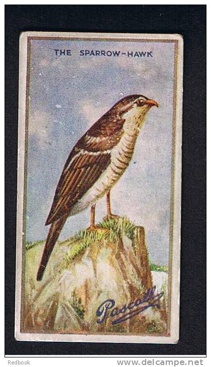 RB 816 - 1925  James Pascall Cigarette Type Trade Card - British Birds No. 20 The Sparrow Hawk - Other & Unclassified