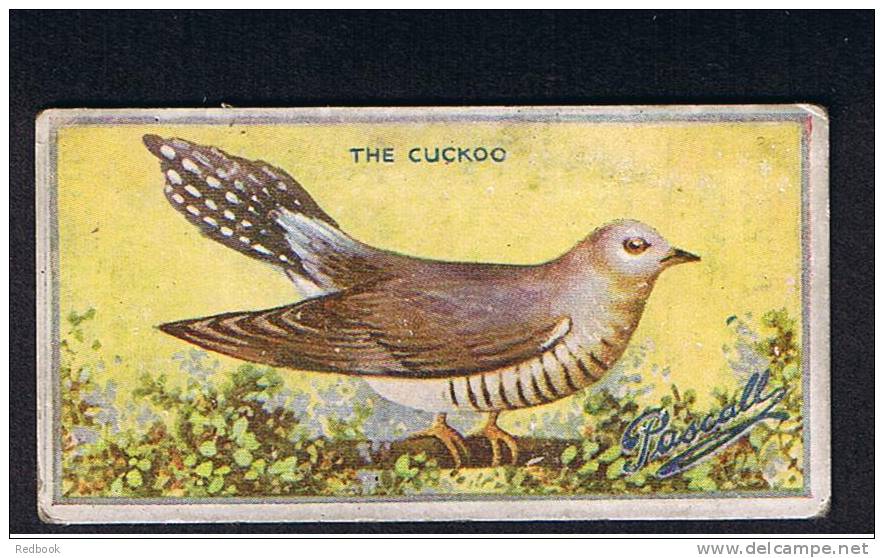 RB 816 - 1925  James Pascall Cigarette Type Trade Card - British Birds No. 6 The Cuckoo - Other & Unclassified